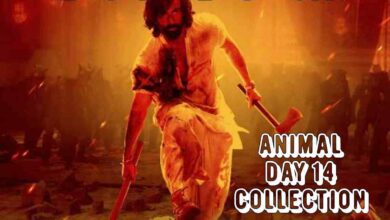 Animal box office collection day 14